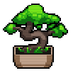 Bonsai Tree